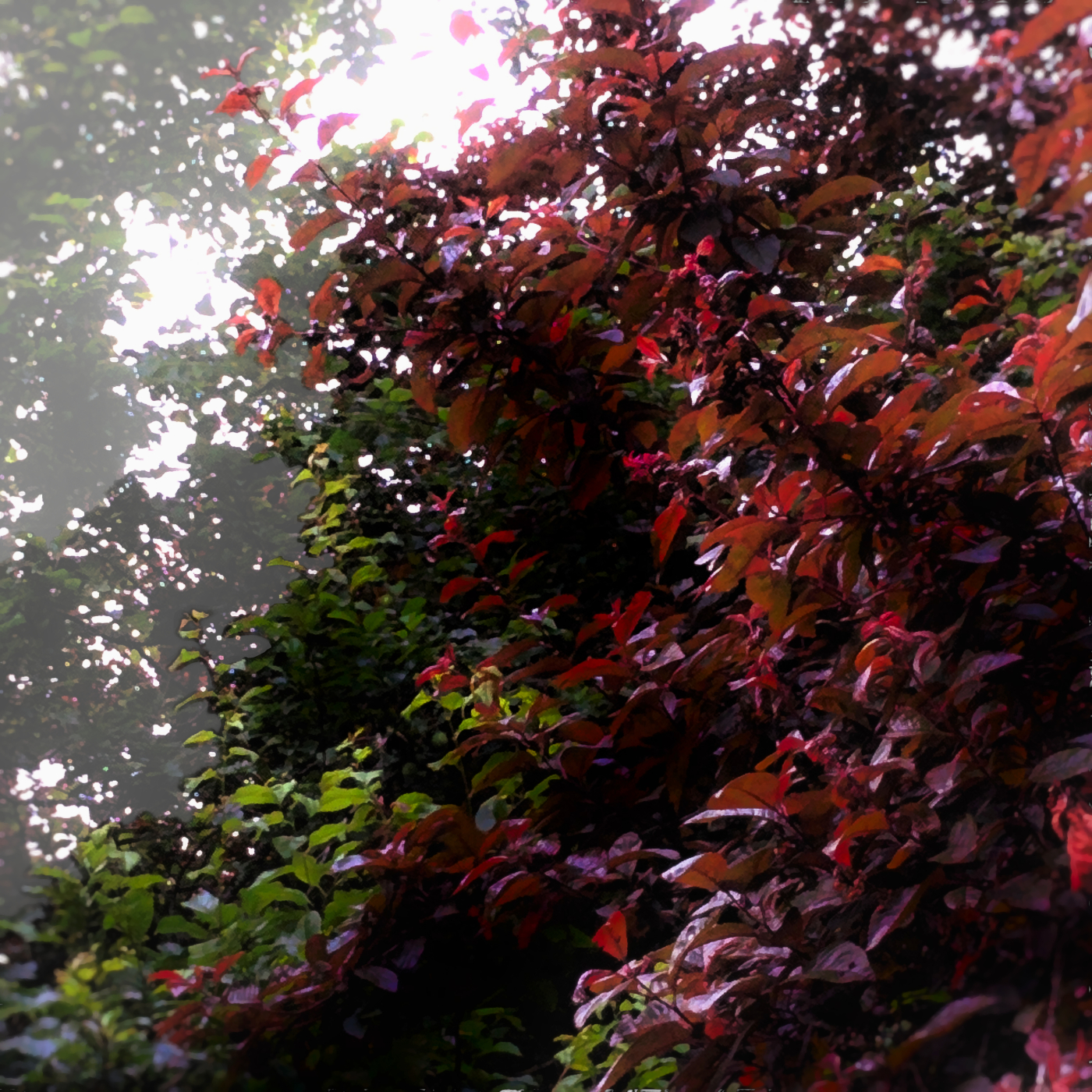 A lush plant full of green and red leaves. A bright, white light shines through the plant's gaps.