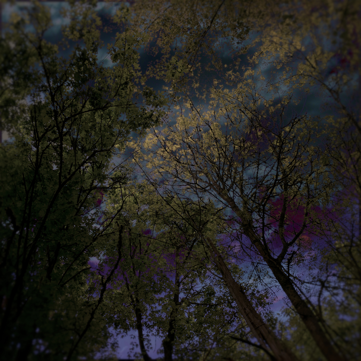 A view looking up at a forest canopy from below. The leaves are a dull gold color, and a red moon hangs low in the cloudy night sky behind them.