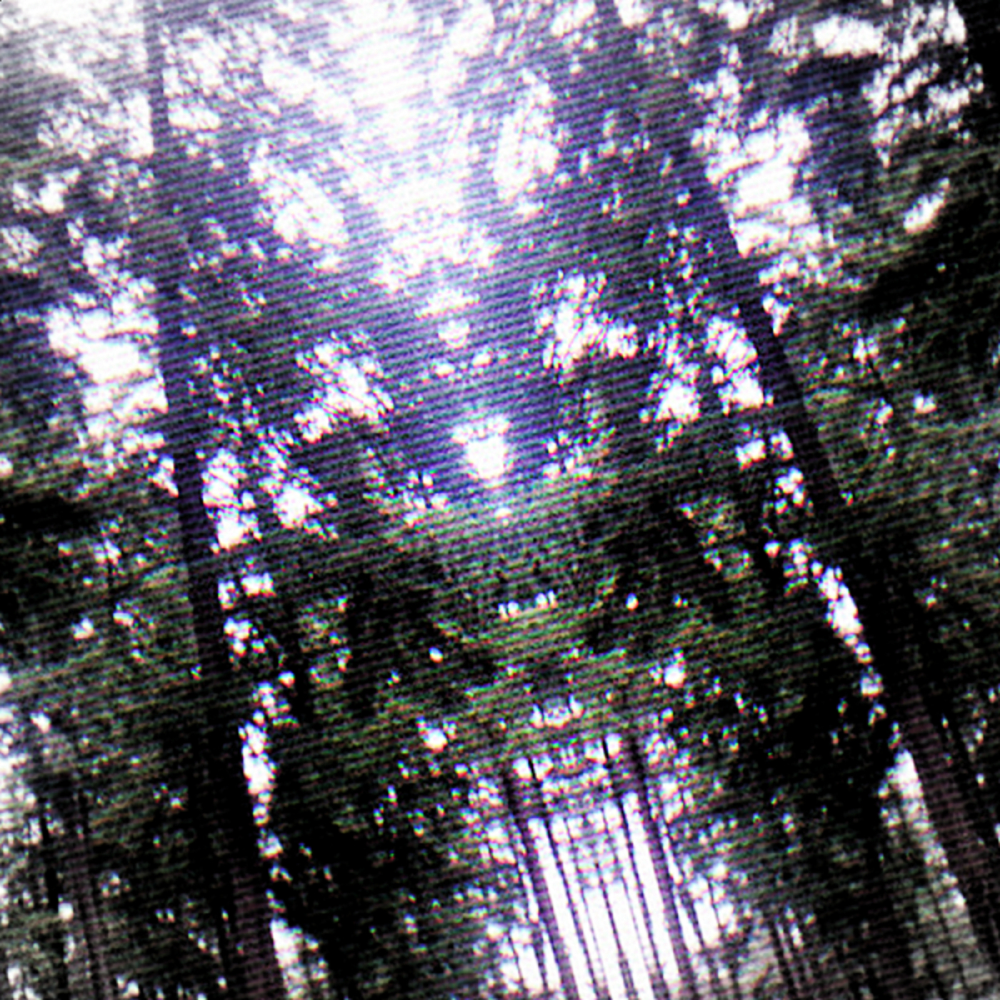 Vertically mirrored and tilted view of tall trees. Heavy scanline effect.